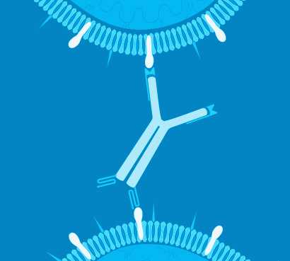 Bispecific 이미지