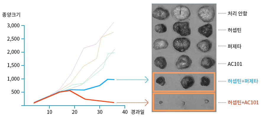 AC101 위암 동물모델 AC101
